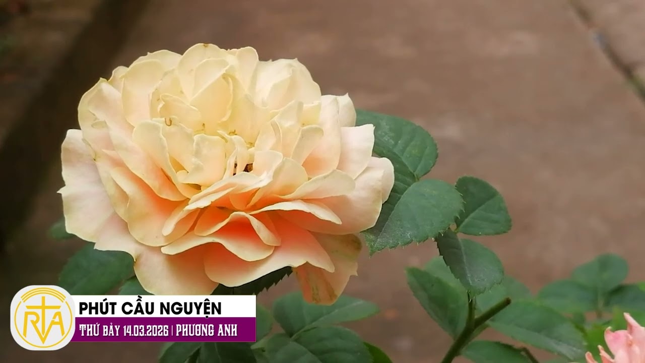 Phút Cầu Nguyện, Thứ Bảy 14/03/2026:  Từ hạt cát đến ngọc trai