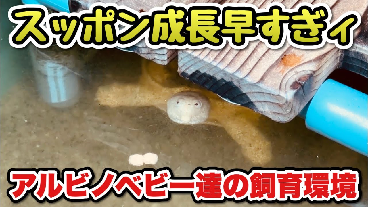 【スッポン飼育】夏のすっぽん屋外飼育環境について解説！水換えもしていきます！【リクエスト動画】