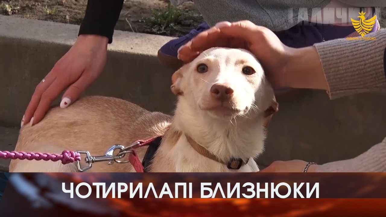 У квартирі однієї з франківських багатоповерхівок живуть восьмеро цуценят, які ніколи не виходили на