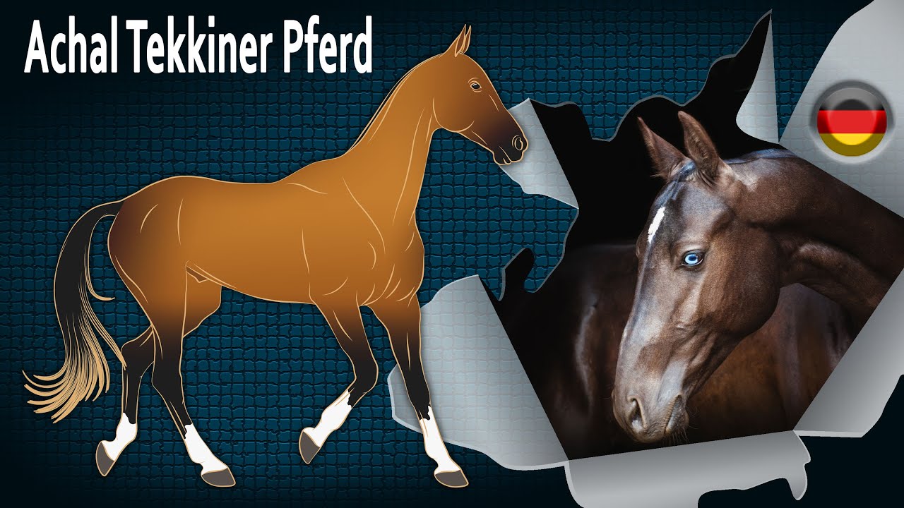 Achal Tekkiner Pferd, eines der ausdauerndsten Pferde der Welt, Pferderassen