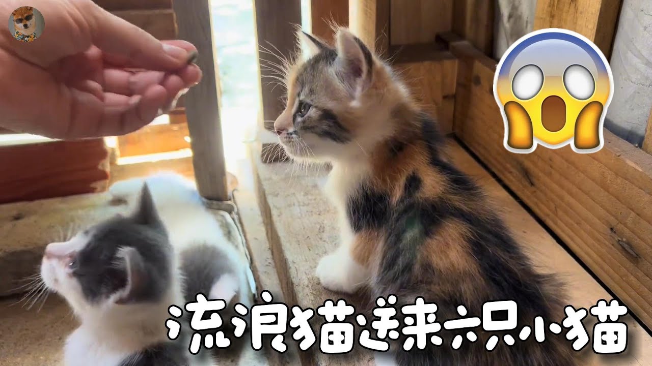 流浪貓往家裡叼來了六隻小貓，屋主一家都驚呆了，這麼多該怎麼養？