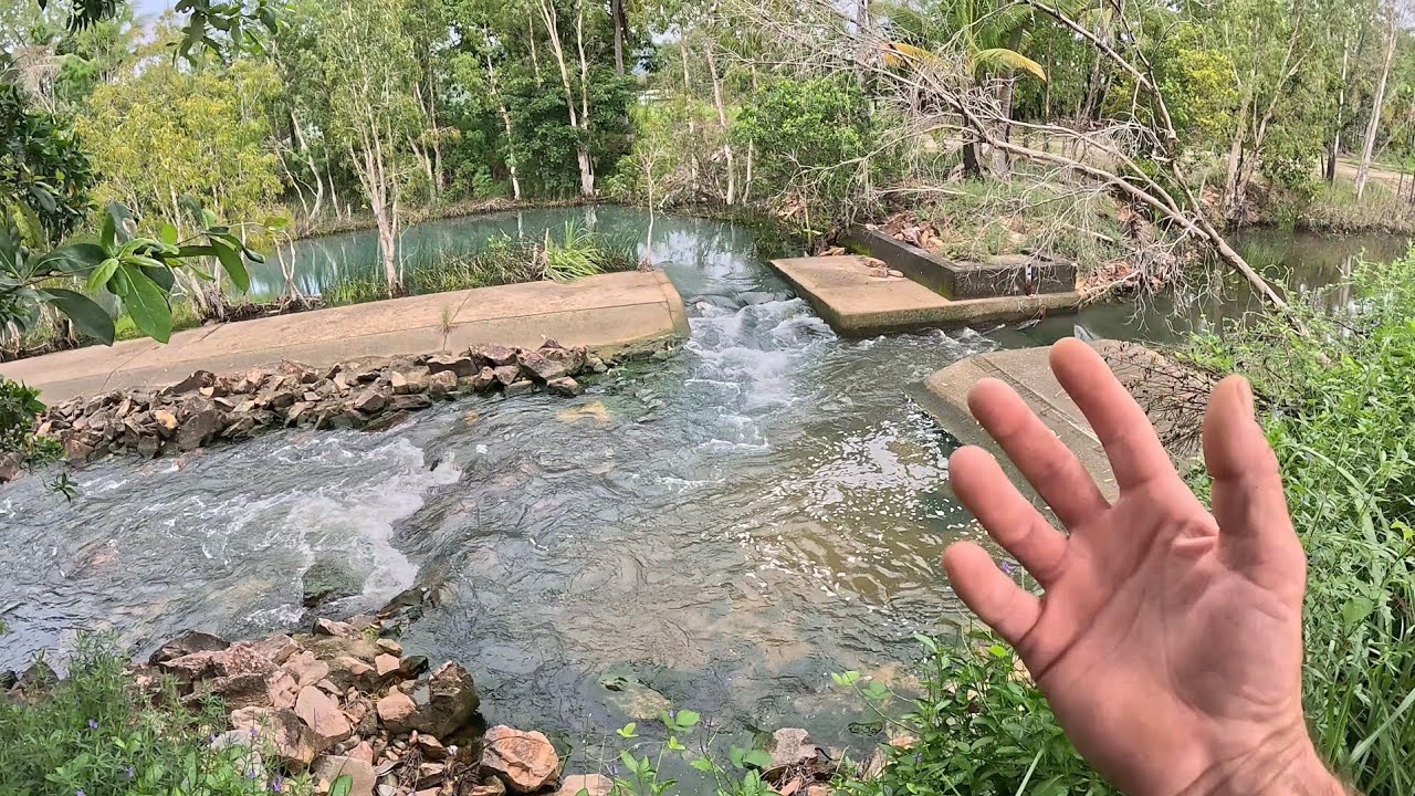 So many Barramundi in a tiny creek! 