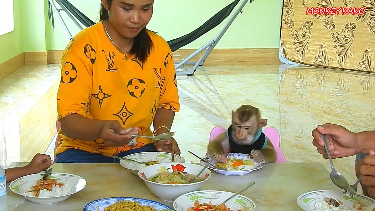 Adorable Monkey Kako Joining Lunch With Family