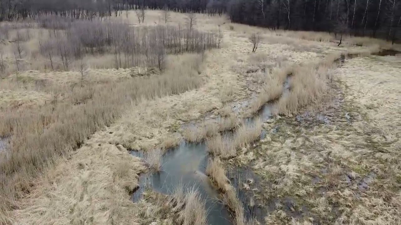 Błędowskie bagna