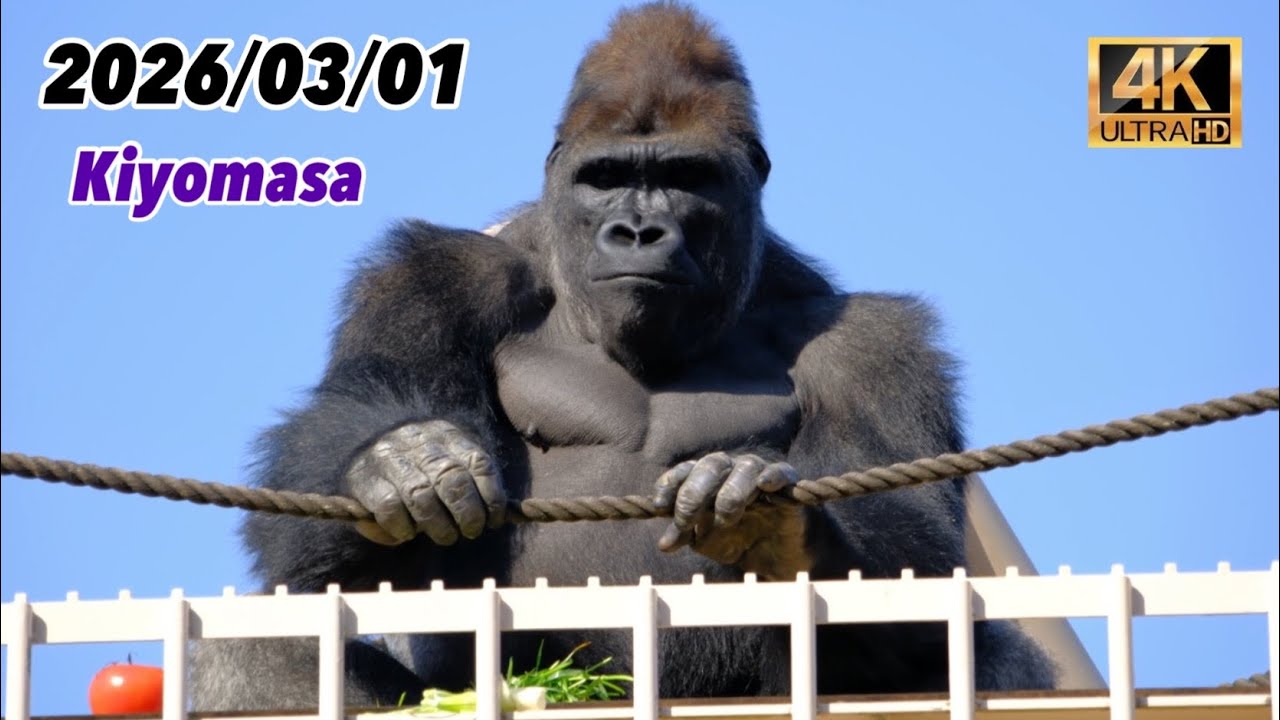 Kiyomasa and Ai climb to the top of the tower！2026/03/01 Sunday【Higashiyama Zoo】