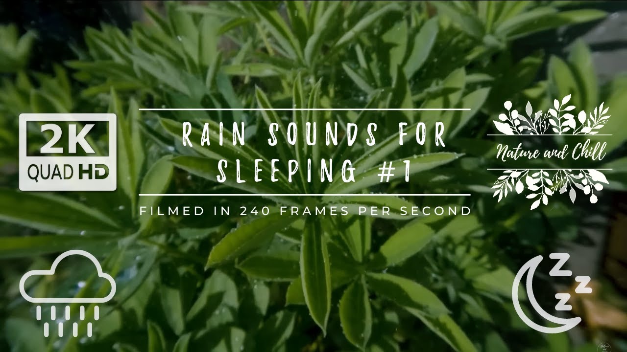 Rain Sounds For Sleeping (Part 1) 2 Hours of Rain On Lush Lupines (ASMR Sleep, Night Routine, Relax)