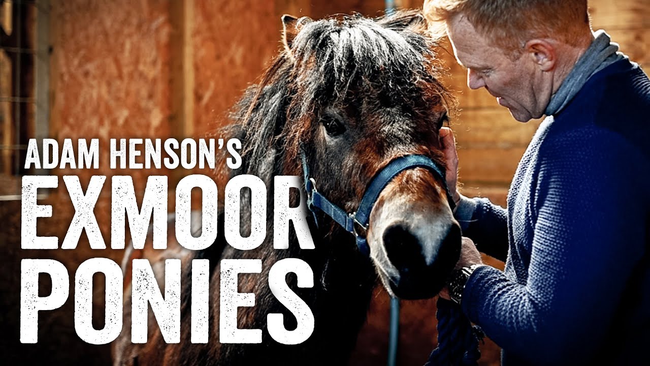 Meet Our Handsome Stallion - Adam Henson