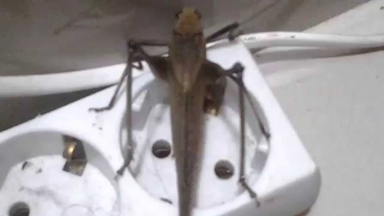 The sound of grasshopper