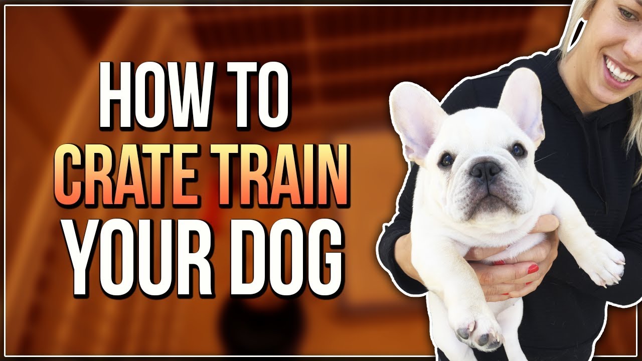 HOW TO CRATE TRAIN YOUR DOG
