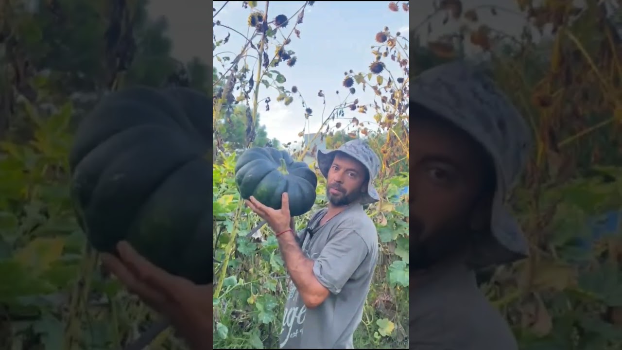 Cosecha inesperada en huerto organico en Argentina 
