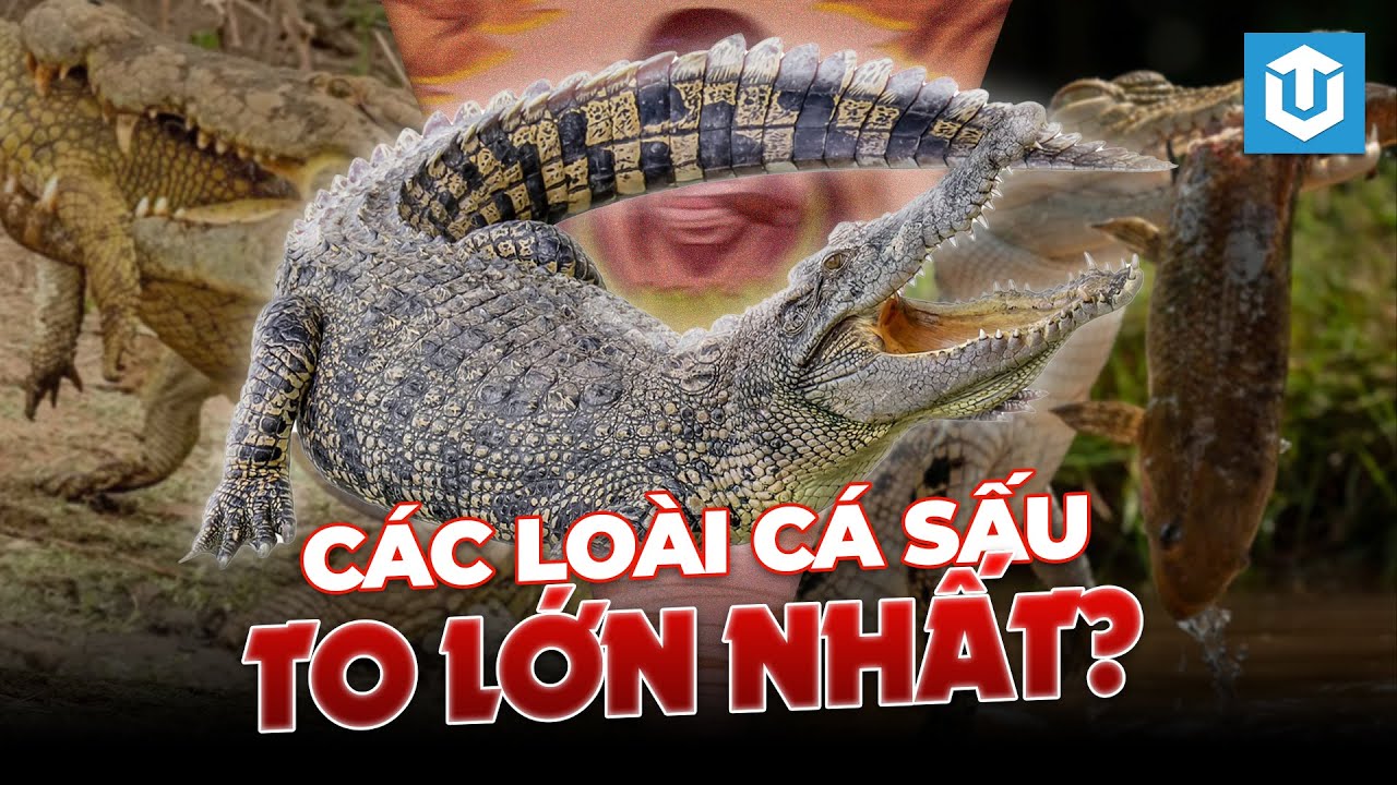 CÁC LOÀI CÁ SẤU LỚN NHẤT HÀNH TINH HIỆN TẠI | ULTREXSHARE