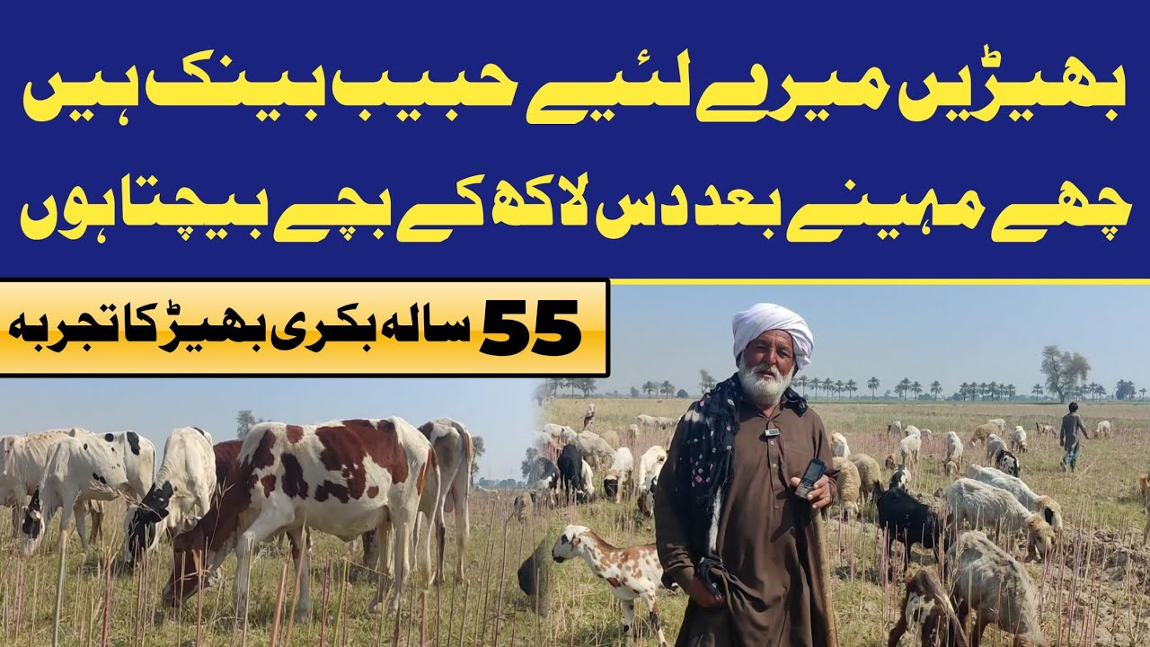 Goat Farming Vs Sheep Farming by Hassam Farmology 🐐🐏