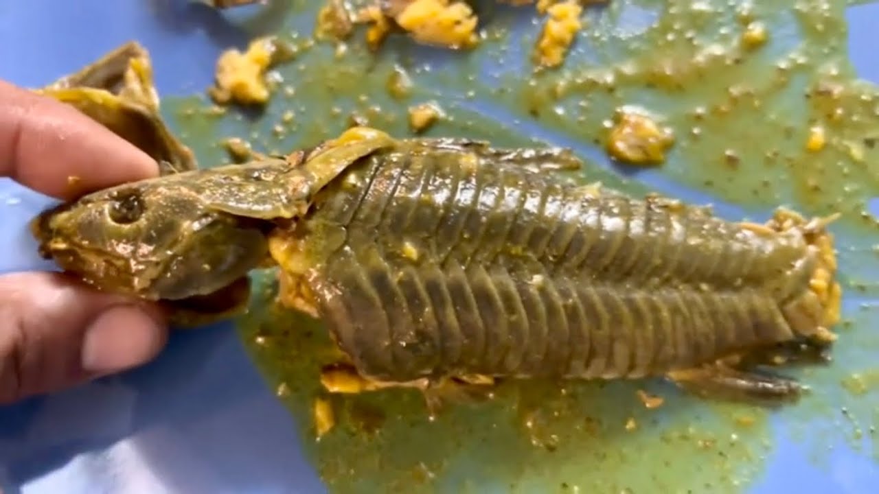 CATCH CLEAN & COOK CURRY CASCADOO HASSA FISH WITH IGUANA MAN ! *THOUSANDS CAUGHT FLORIDA EVERGLADES*