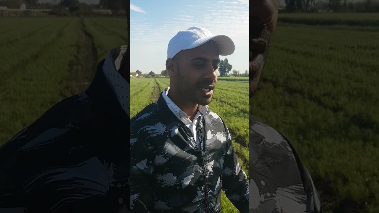 خدمه وزراعة الكمون