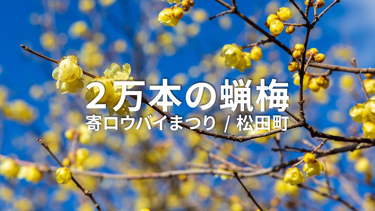 【見頃】日本最大級２万本！ 松田町 寄（やどりき） ロウバイまつり #神奈川 #蝋梅