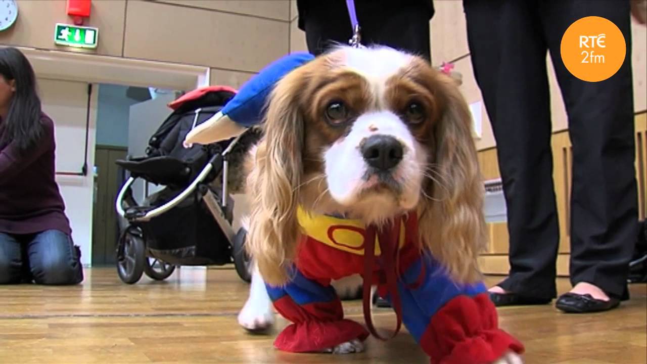 Dogs Dress Up for Barnardos and RTÉ 2fm.