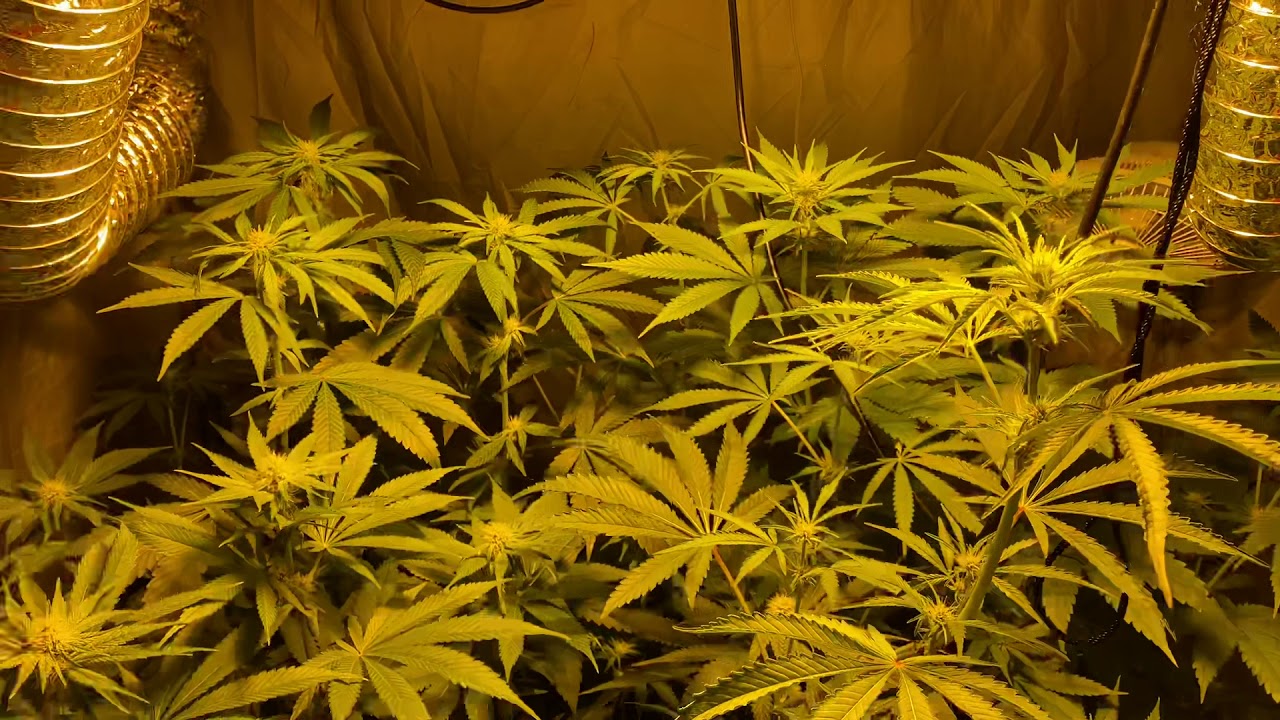 #2 Critical Orange Punch 3 Weeks flowering (Dutch-passion)