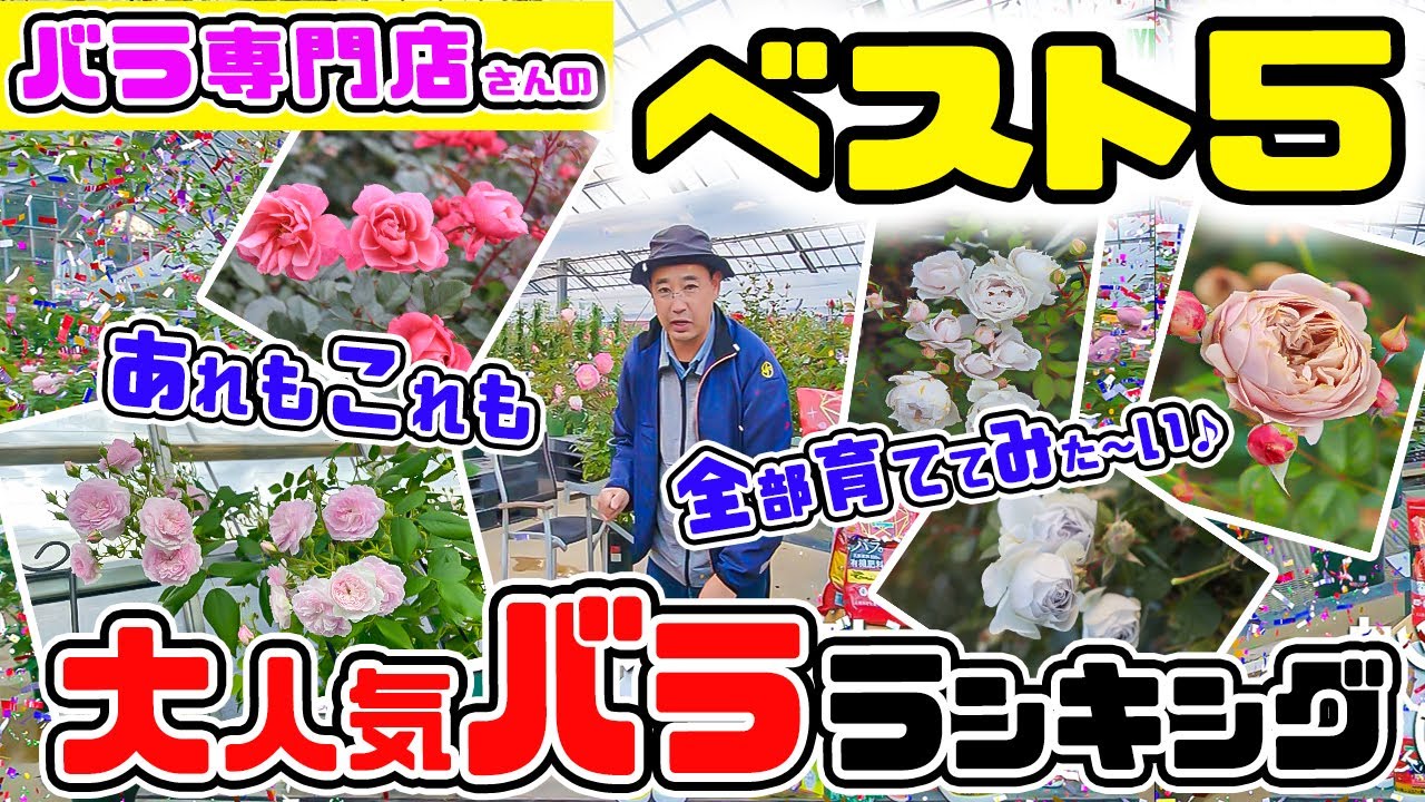 専門店の大人気♪バラ・ランキング!!【春のバラ・ベスト5!】那須ヒロガーデン店長 高木大輔さん