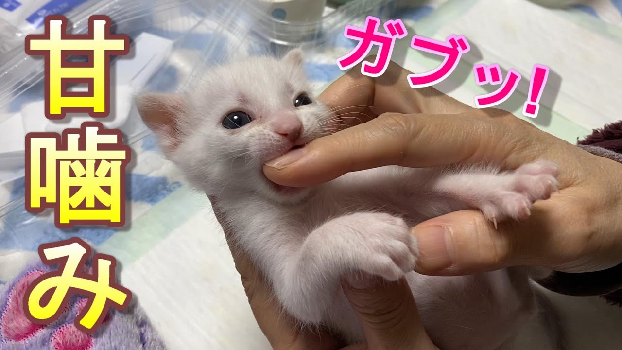 ママの手にじゃれついて甘噛みする生後18日目の赤ちゃん子猫【保護猫】