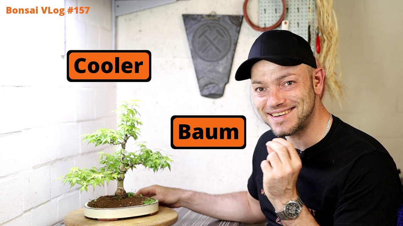 Was ein cooler Baum - Acer palmatum Little Princess [Drahten] | Bonsai VLog #157