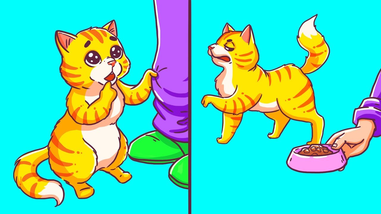Los comportamientos más extraños de tu gato