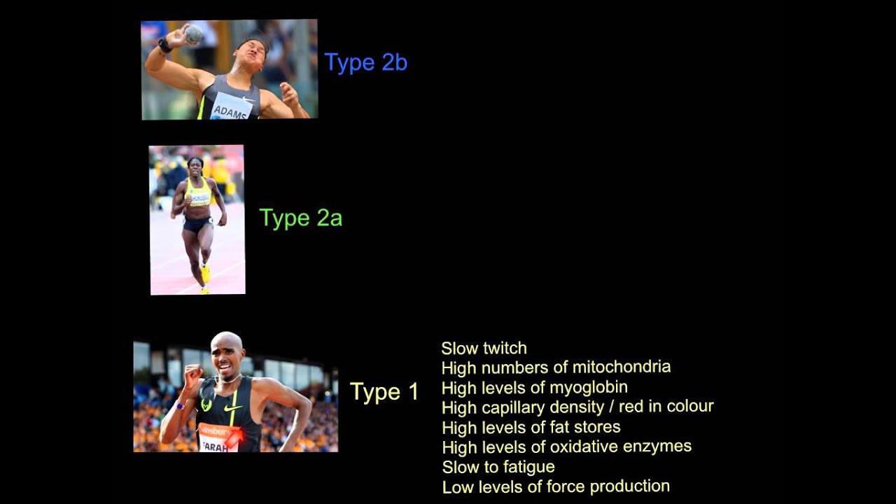 Muscle Fibre Types