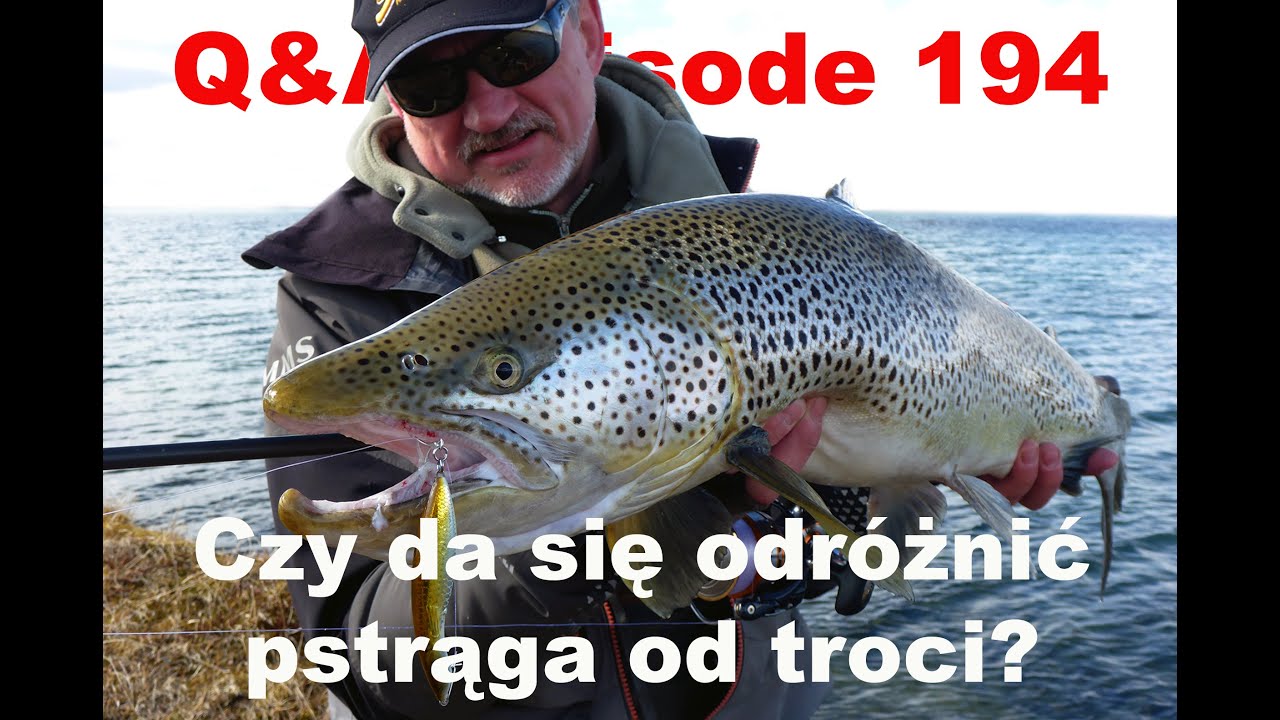 Q&A odcinek 194 - Czy da się odr&oacute;żnić pstrąga od troci?