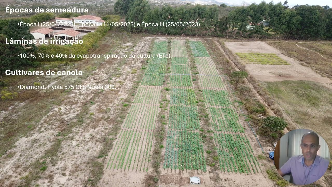 Pitch Fapemig - Canola no Cerrado: quando semear importa mais que irrigar