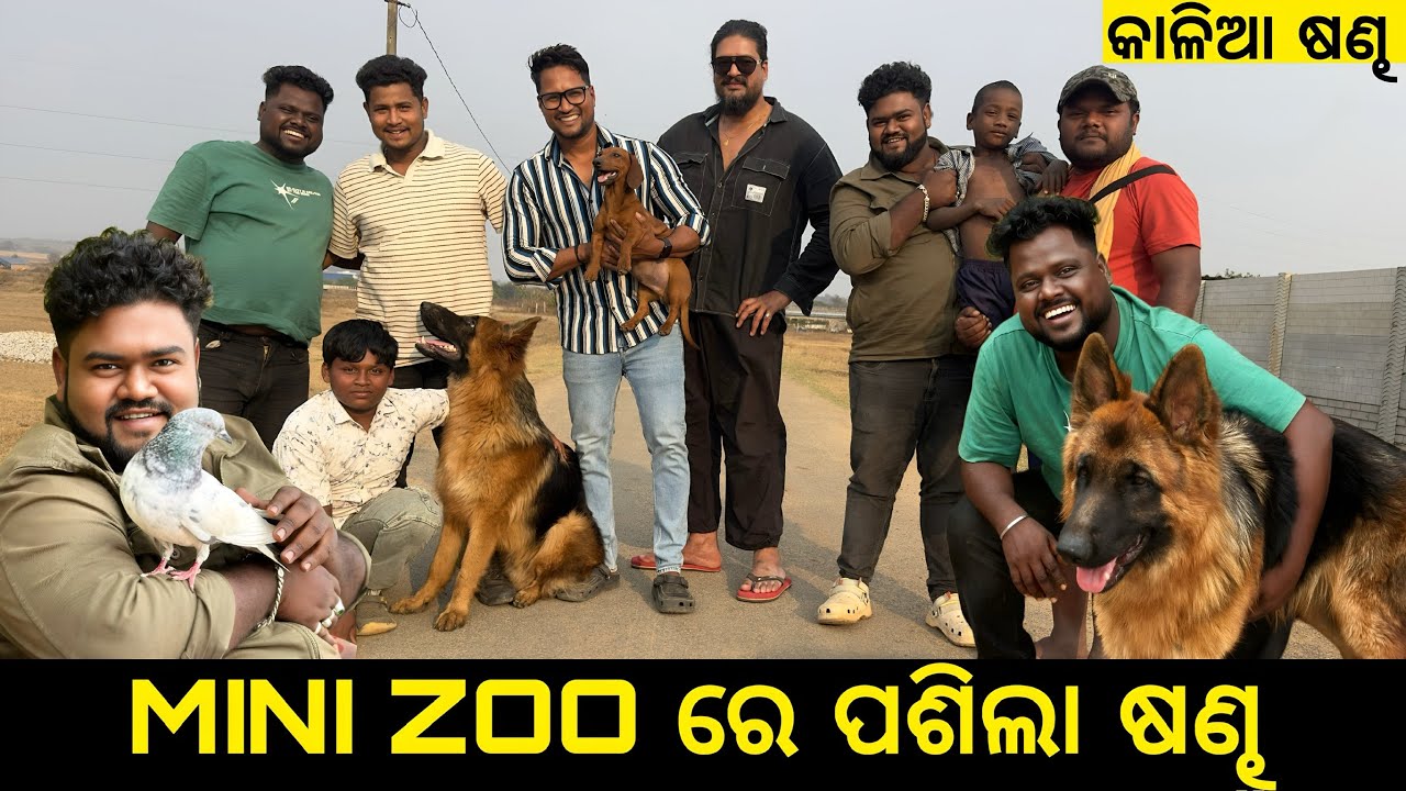 MINI ZOO  ରେ ପଶିଲା ଷଣ୍ଢ 😛|| କାଳିଆ ଷଣ୍ଢ 🔥|| 