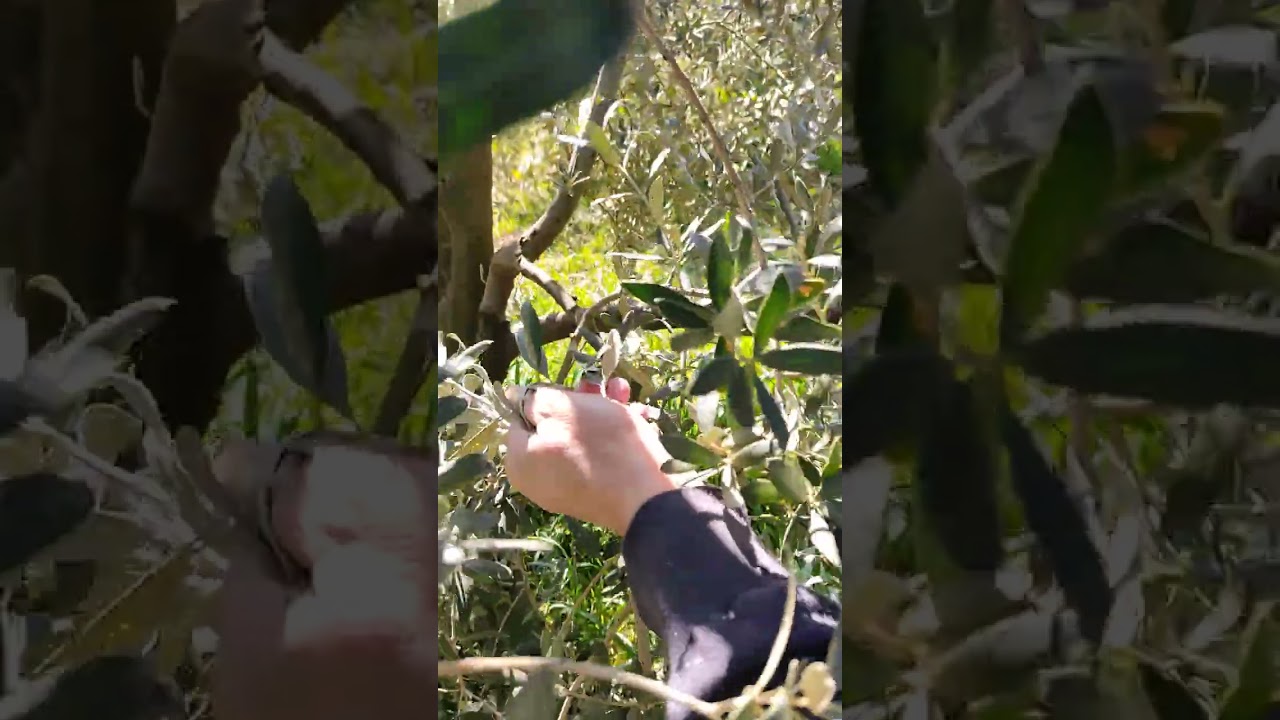 gemlik trilye çeşidi detaylı zeytin verim budaması