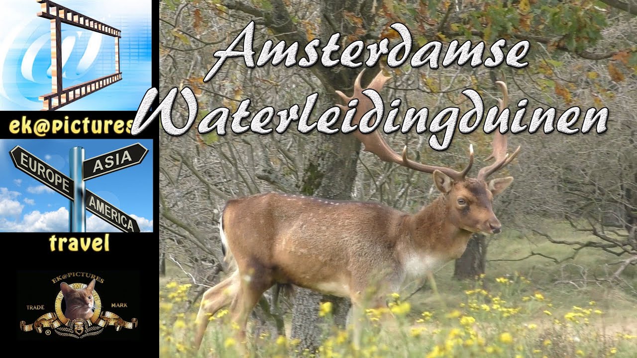 Amsterdam Water Supply Dunes