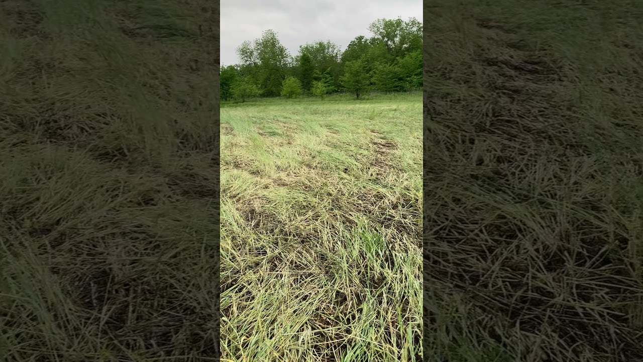 Roller crimper vs glyphosate experiment for foodplot