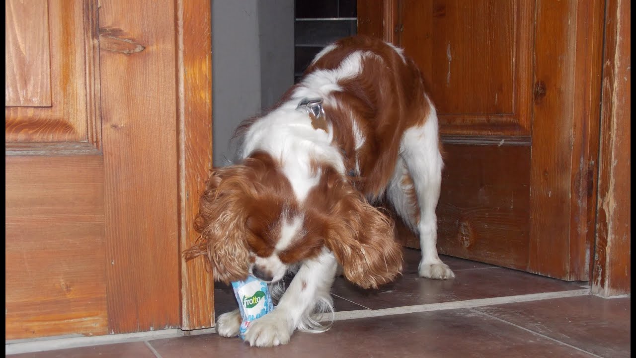 Cavalier King Charles Spaniel - Angry plays - [Paca]