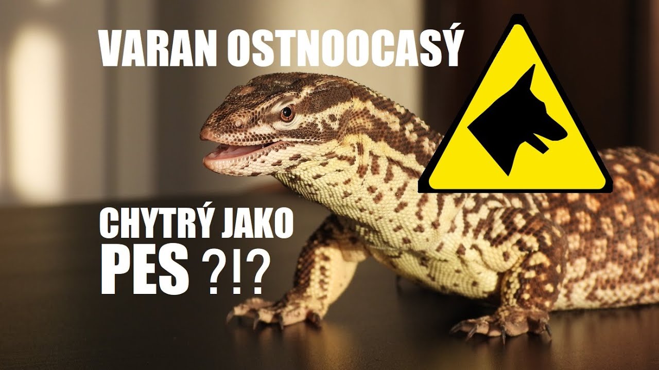 Varan ostnoocasý / Inteligence plazů / Jakého varana chováte vy? /varanus acanthurus / KRMENÍ VARANA