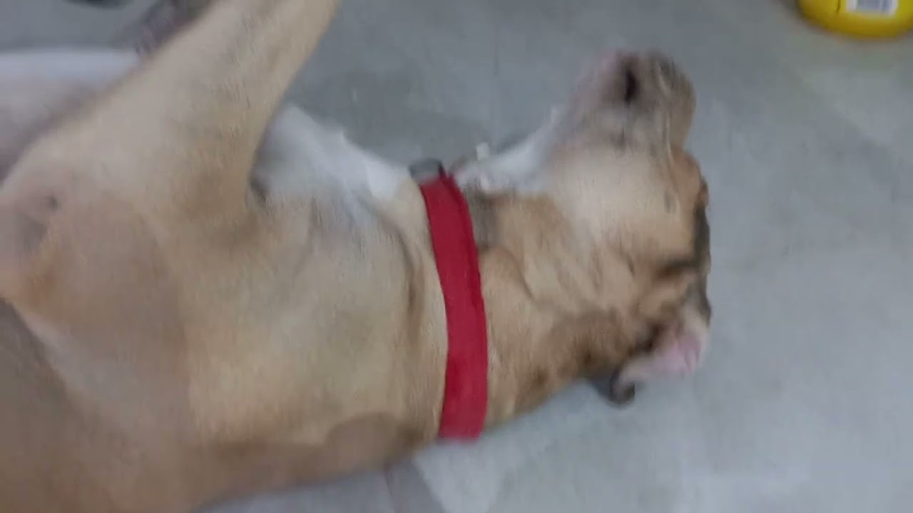 Perro boca arriba 😁