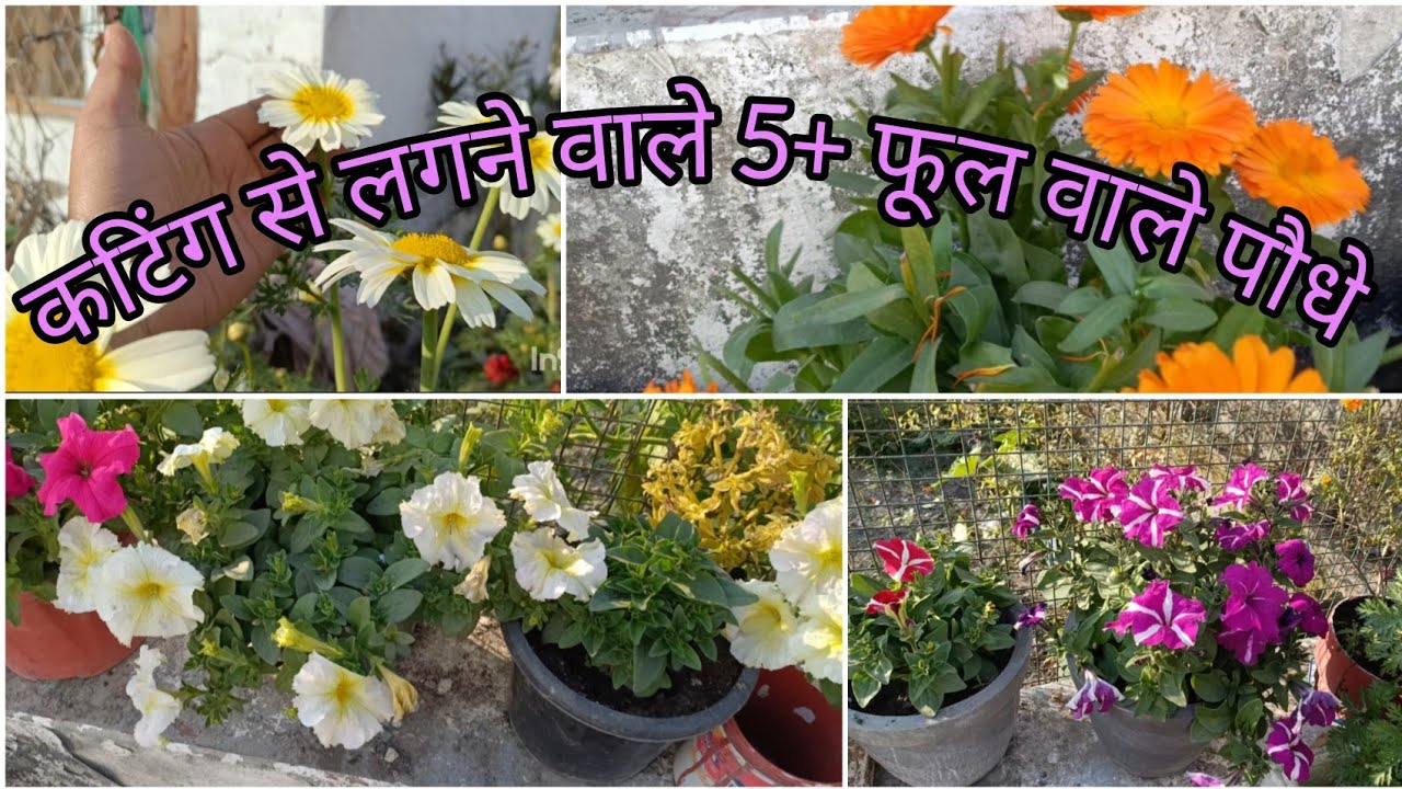 Winter season के 5+ फूल वाले पौधे जिन्हे आप इस समय कटिंग से आसानी से लगा सकते हो #gardening 