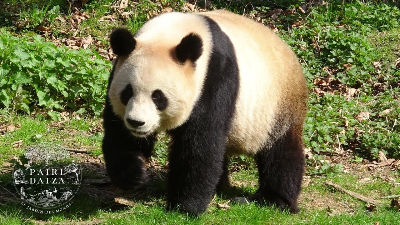 Pairi Daiza 2024