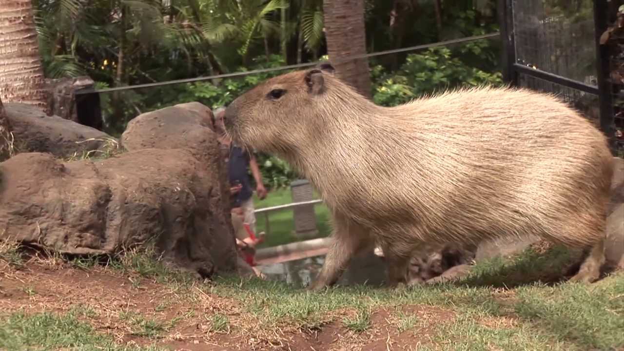 Coatis & Capybara - Environmental Enrichment