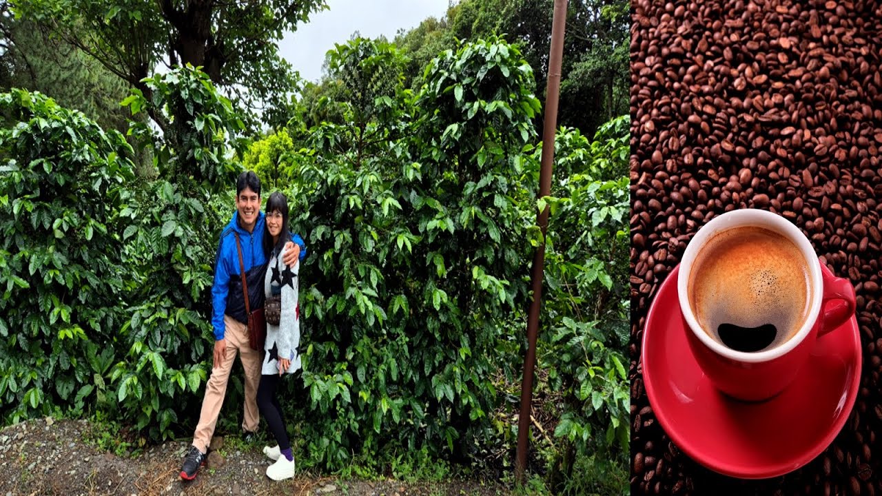 Probando el mejor café de Panamá (tour del café, Boquete)