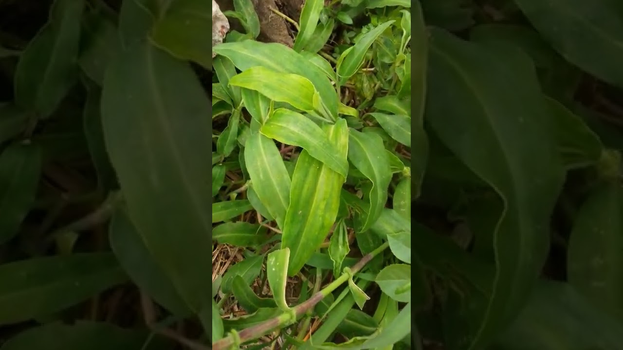 7 bonne herbes à donner aux lapins 🐰🐰🐰🐰