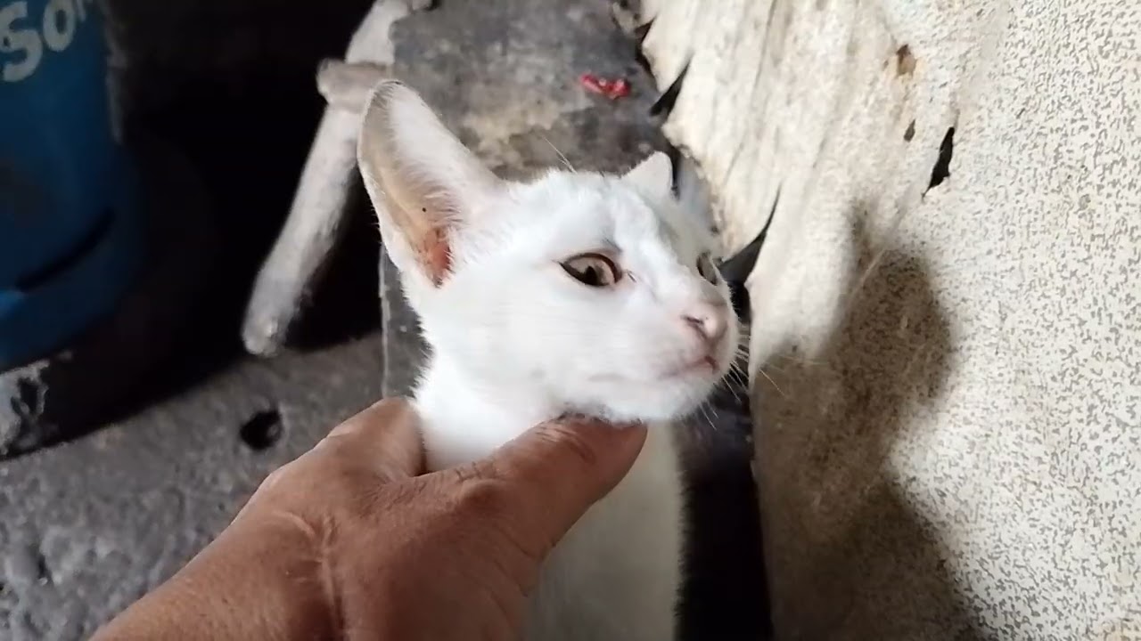 Simpleng bahay
