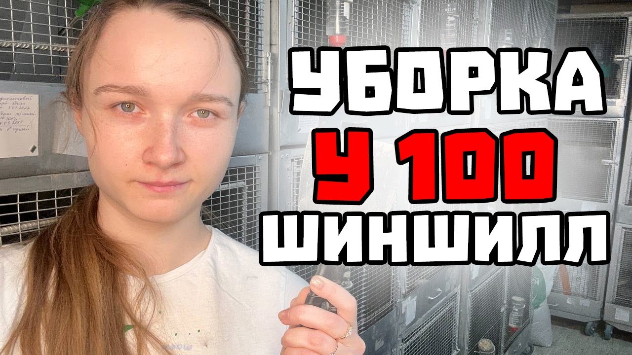 Как я убираюсь у 100 шиншилл в своем питомнике | Одна клетка ЗА 2 минуты!