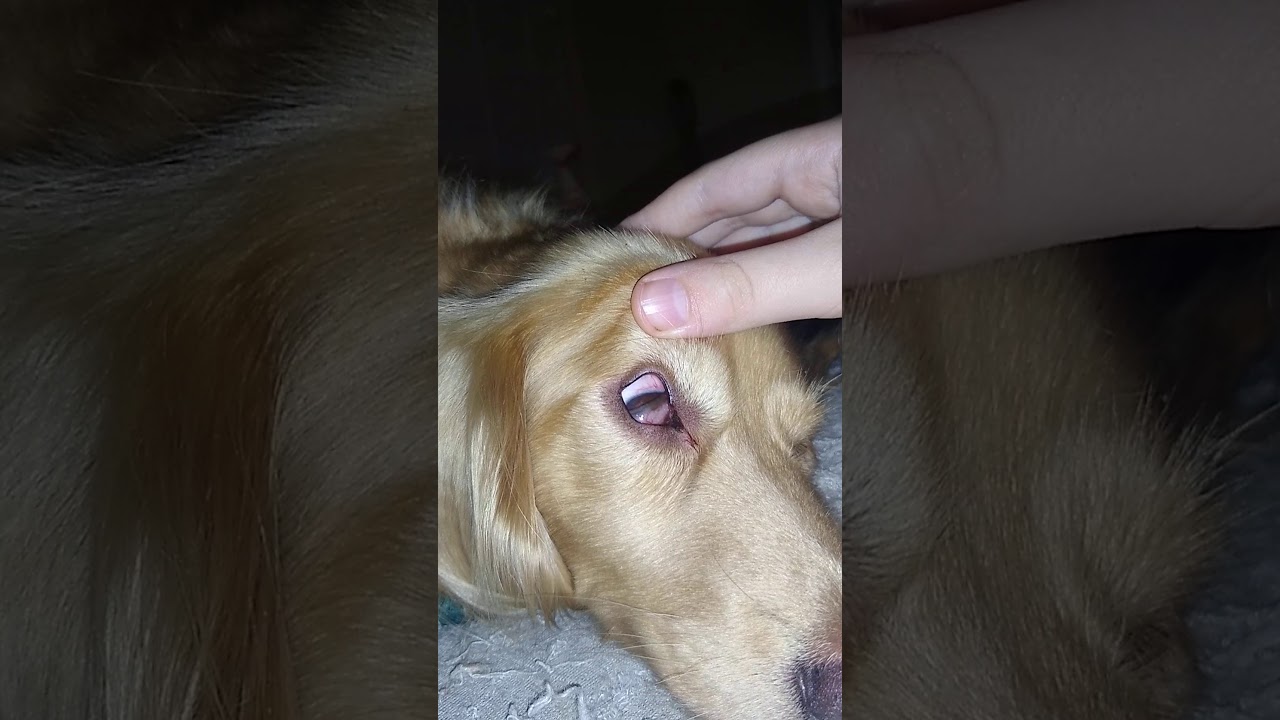 Dog eyes in rem sleep