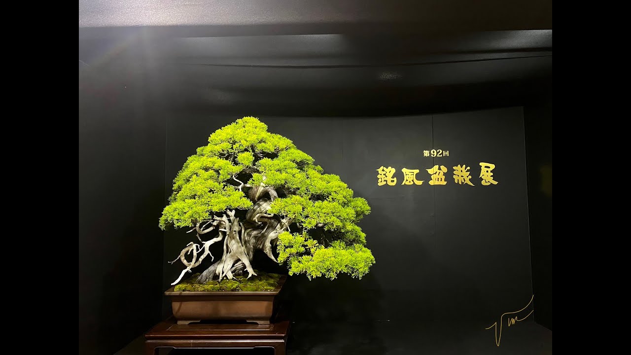 Triển lãm Bonsai Nagoya lần thứ 92/ The 92nd Nagoya Bonsai Exhibition in 2023/名古屋第92回 銘風盆栽展