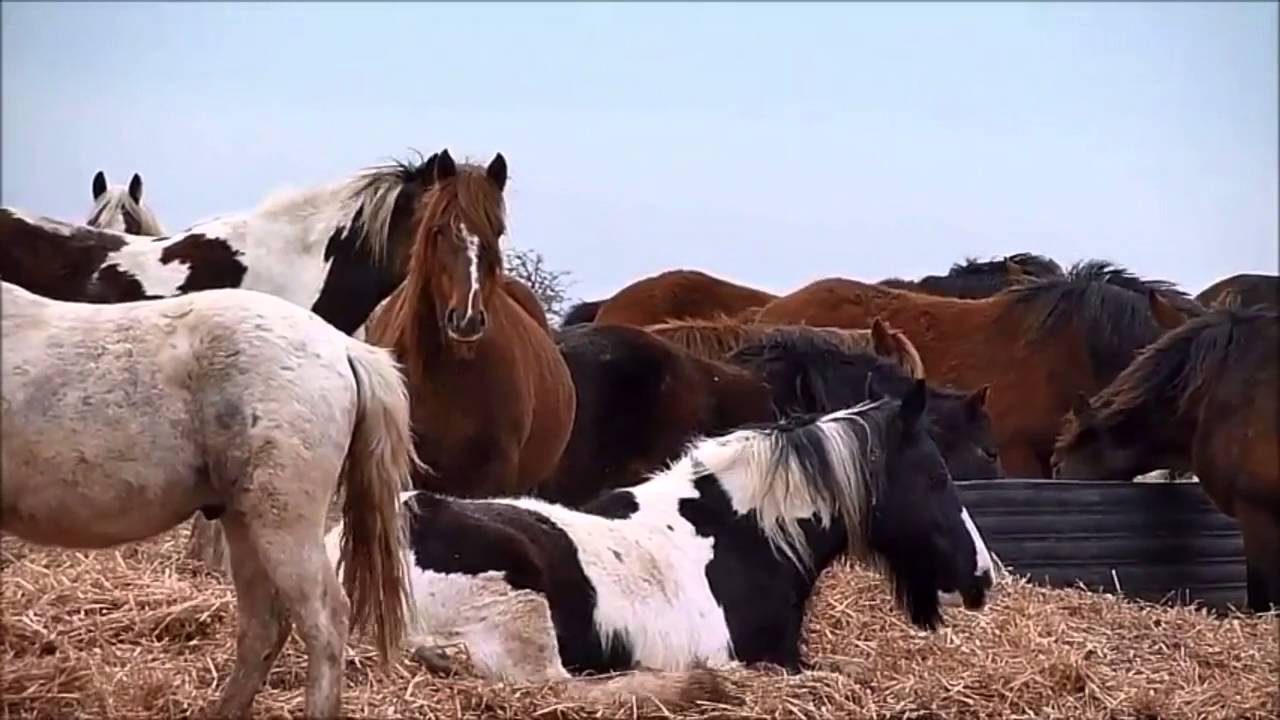 FOSH visit Hillside Animal Sanctuary 2016