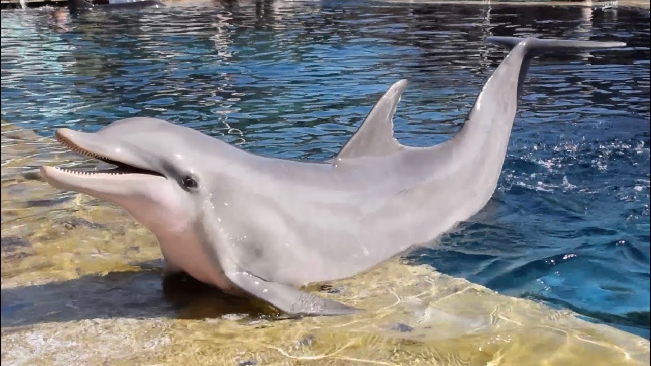 Dolphin Point trainer talk at SeaWorld San Antonio November 3, 2023 11am