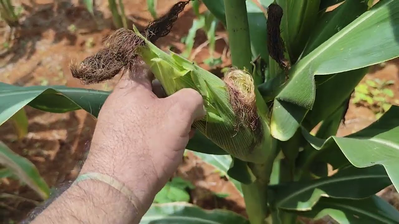 MINHA PLANTAÇÃO DE MILHO 🌽