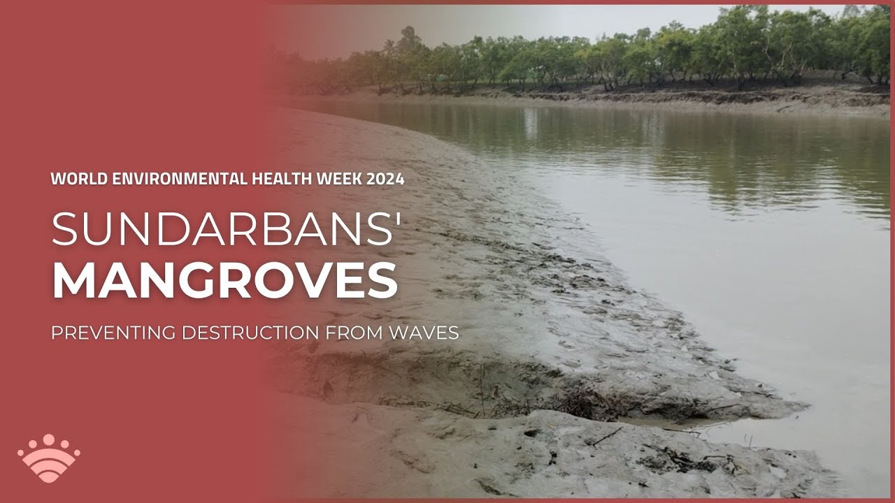 Mangroves Safeguarding Our Coasts from Waves and Erosion