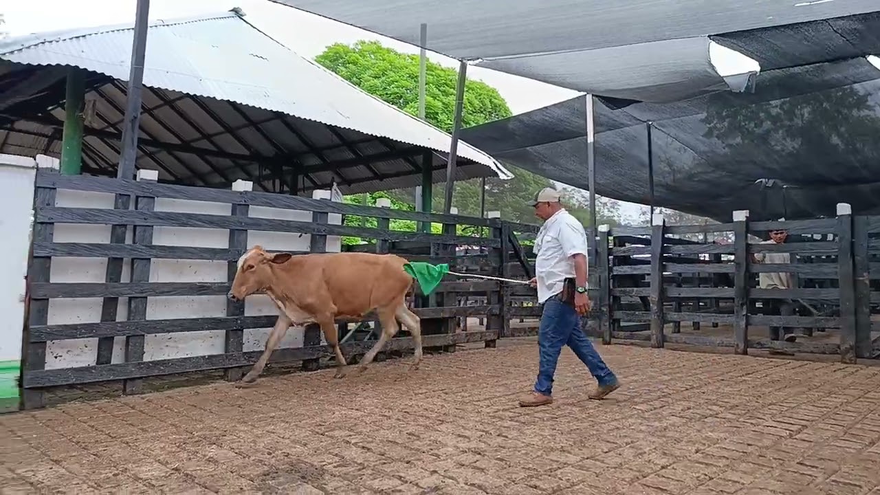 LOTE 53. Feria 5 Subasta Santa Clara