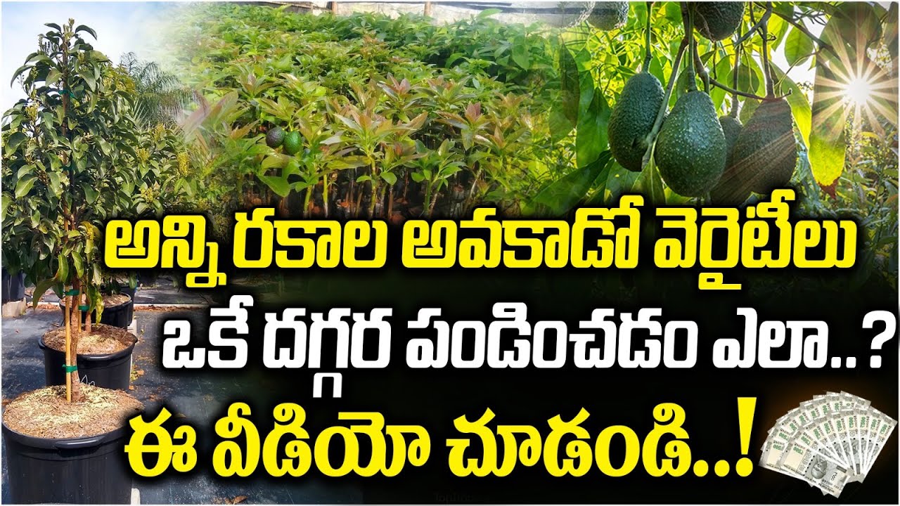 How All Types of Avocados Grow Together! || Multi-Variety Avocado Farm Revealed! || Deccan Exotics